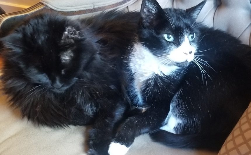 smudge roxie Smudge & The AfS Pet Project