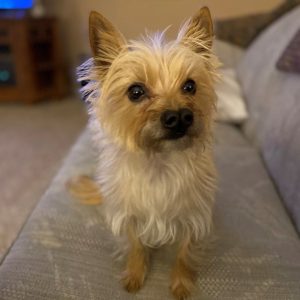 toto thumb Toto – The Amazing Cleft Puppy